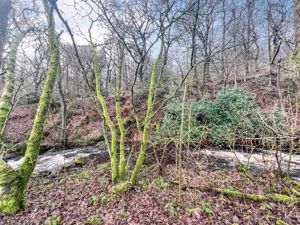Brook- click for photo gallery